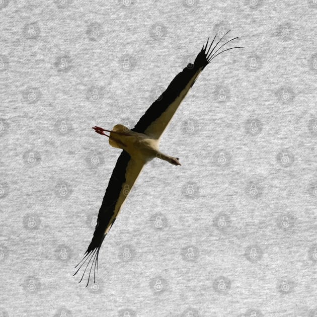 Stork Vector Non-Flapping Bird Flight by taiche